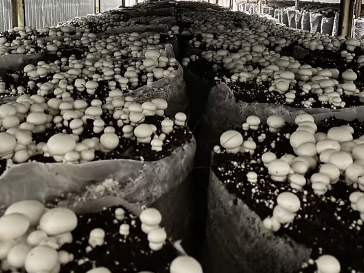 Industrial mushroom plant interior